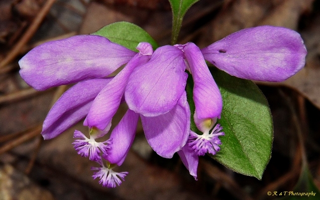 {Polygaloides paucifolia}